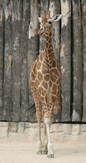 Giraffe-077.jpg